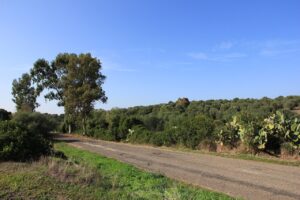 Bauladu borgo in Sardegna