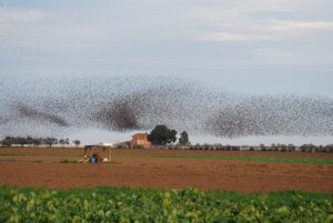 Zapponeta borgo in Puglia