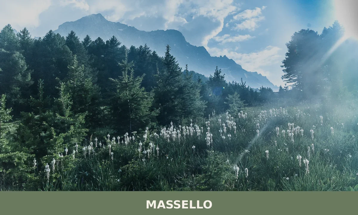 Massello